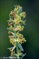 Thymelaea pubescens
subsp. elliptica