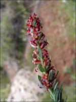 Thymelaea sanamunda