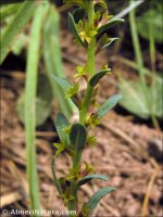 Thymelaea sanamunda
