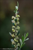 Thymelaea valentina