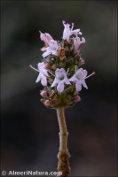 Thymus baeticus