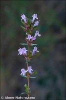 Thymus hyemalis
subsp. millefloris