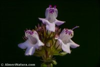 Thymus hyemalis