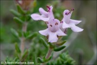 Thymus hyemalis