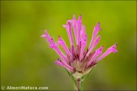 Thymus longiflorus