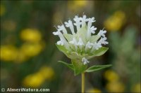 Thymus membranaceus