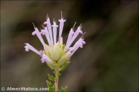 Thymus membranaceus