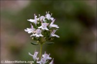 Thymus serpylloides subsp. gadorensis