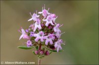 Thymus serpylloides