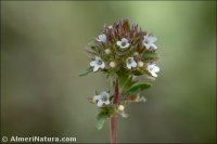 Thymus x eliasii