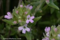 Thymus serpylloides x T. zygis subsp. gracilis
