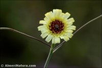 Tolpis umbellata