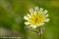Tolpis umbellata