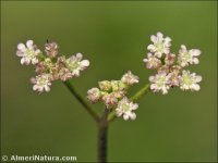 Torilis africana