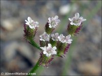 Torilis africana