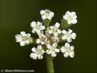 Torilis elongata