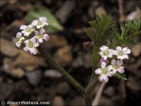 Torilis leptophylla