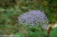 Trachelium caeruleum