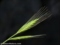 Trachynia distachya