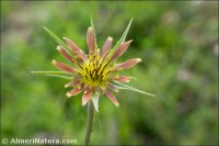 Tragopogon crocifolius