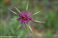 Tragopogon porrifolius