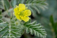 Tribulus terrestris