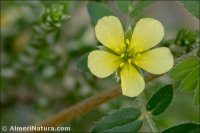 Tribulus terrestris