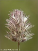 Trifolium arvense