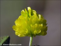 Trifolium campestre