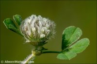Trifolium cherleri