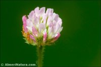 Trifolium fragiferum