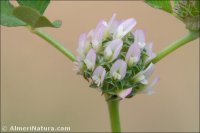 Trifolium glomeratum