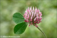 Trifolium hirtum