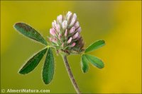 Trifolium phleoides subsp. willkommii