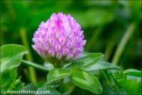Trifolium pratense