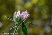Trifolium pratense