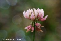 Trifolium repens var. nevadense