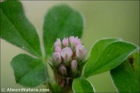Trifolium scabrum