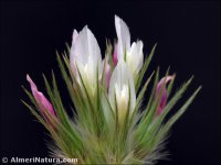 Trifolium stellatum