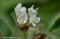 Trifolium subterraneum