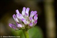Trifolium tomentosum