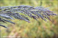 Tripidium ravennae
