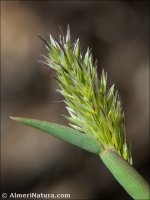 Triplachne nitens