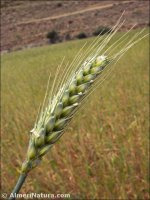 Triticum aestivum