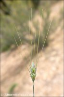 Triticum durum