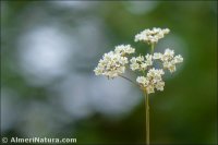 Trocdaris verticillatum