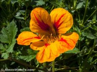 Tropaeolum majus