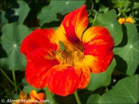 Tropaeolum majus