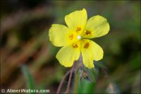Tuberaria guttata