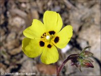 Tuberaria guttata